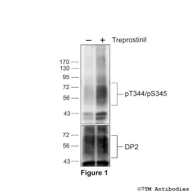 Phospho-DP2 Prostanoid Receptor (Thr344, Ser345) Antibody in Western Blot (WB)