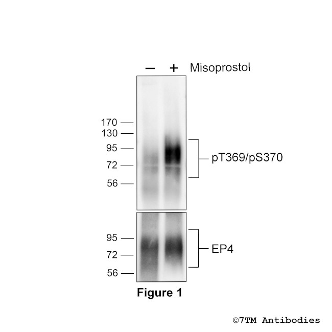 Phospho-EP4 Prostanoid Receptor (Thr369, Ser370) Antibody in Western Blot (WB)