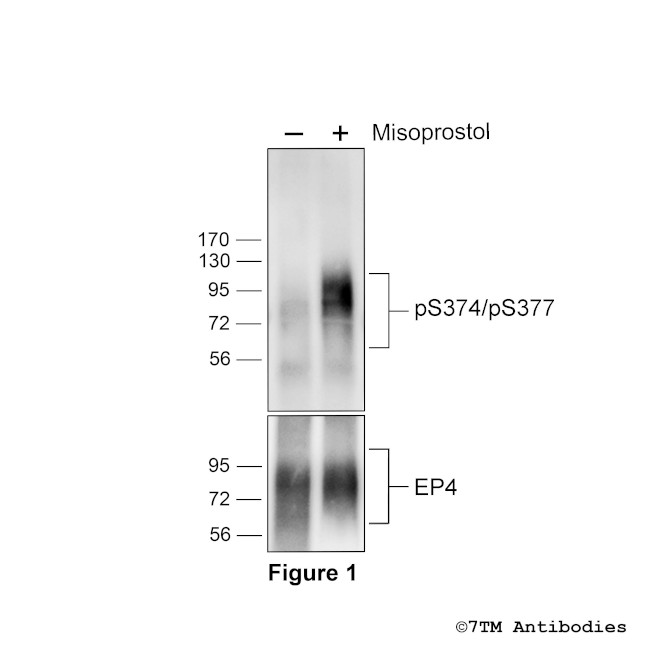 Phospho-EP4 Prostanoid Receptor (Ser374, Ser377) Antibody in Western Blot (WB)