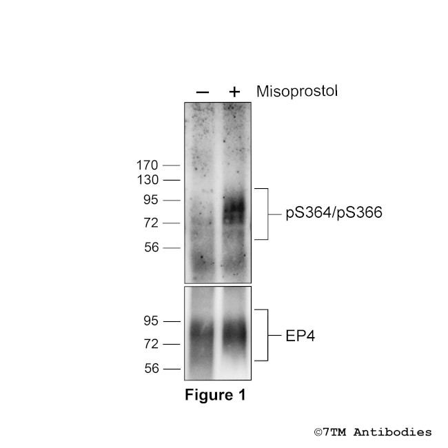 Phospho-EP4 Prostanoid Receptor (Ser364, Ser366) Antibody in Western Blot (WB)