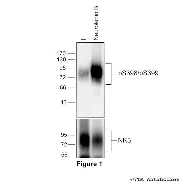 Phospho-Tachykinin Receptor 3 (Ser398, Ser399) Antibody in Western Blot (WB)