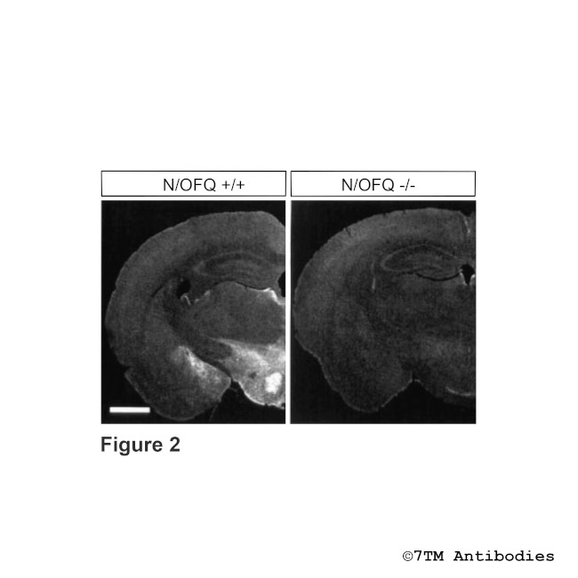 N/OFQ, Nociceptin/Orphanin FQ Antibody in Immunohistochemistry (Paraffin) (IHC (P))