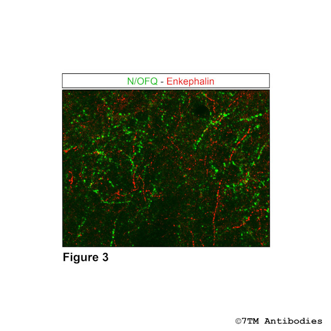 N/OFQ, Nociceptin/Orphanin FQ Antibody in Immunohistochemistry (Paraffin) (IHC (P))