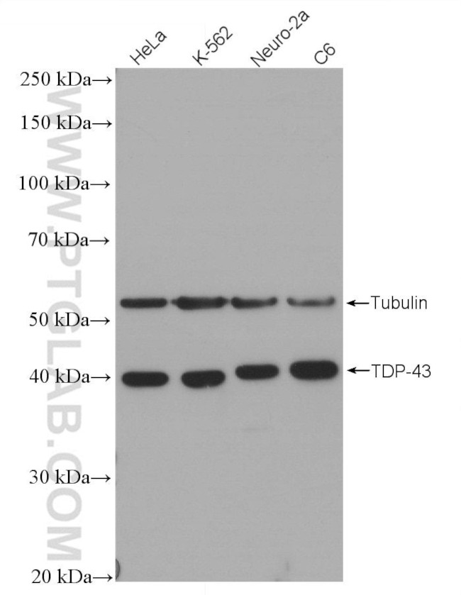 TDP-43 Antibody in Western Blot (WB)