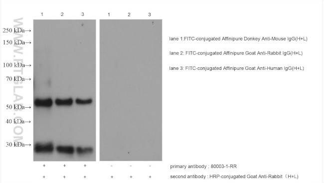 FITC Antibody in Western Blot (WB)