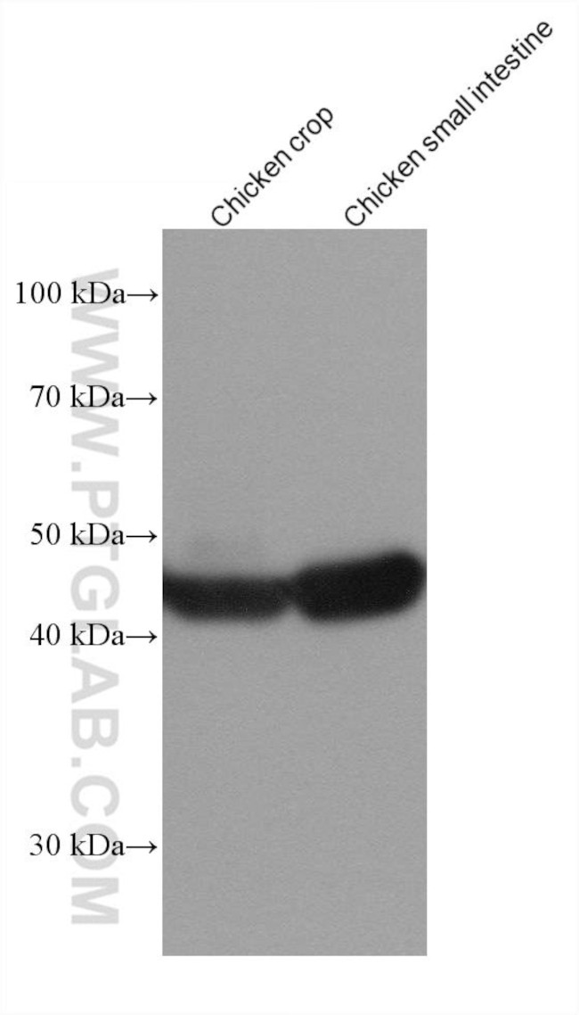 smooth muscle actin Antibody in Western Blot (WB)