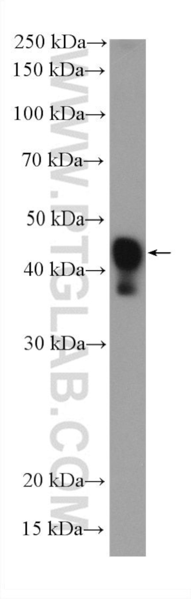 smooth muscle actin Antibody in Western Blot (WB)