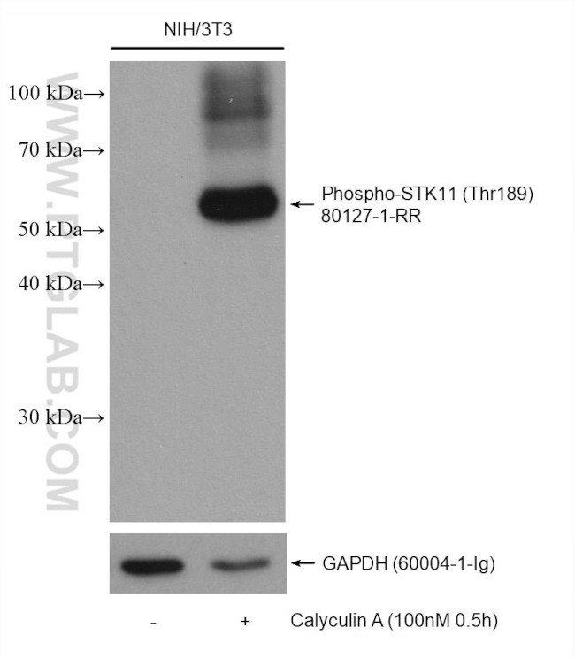 Phospho-STK11 (Thr189) Antibody in Western Blot (WB)