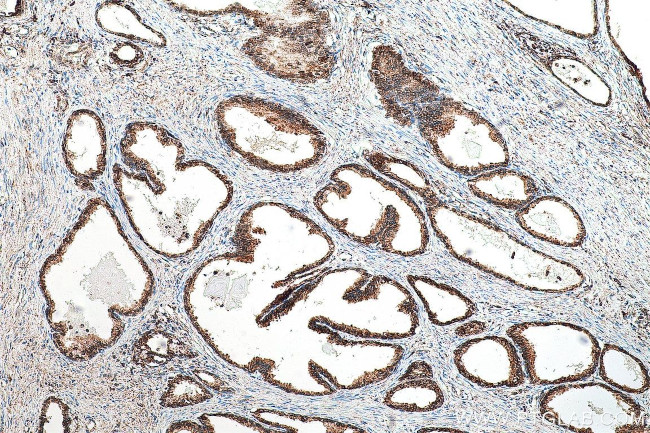 PDI Antibody in Immunohistochemistry (Paraffin) (IHC (P))