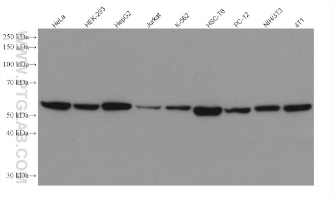 PDI Antibody in Western Blot (WB)