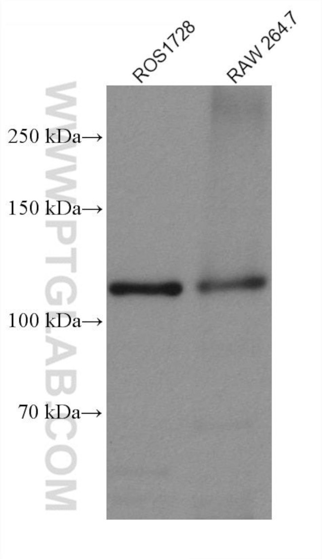 PARP1 Antibody in Western Blot (WB)