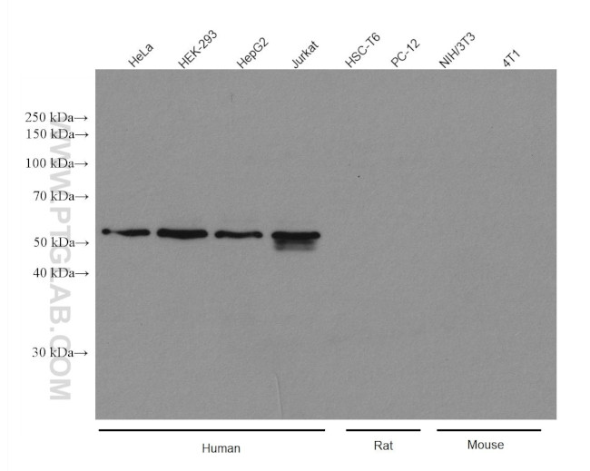 PEX14 Antibody in Western Blot (WB)