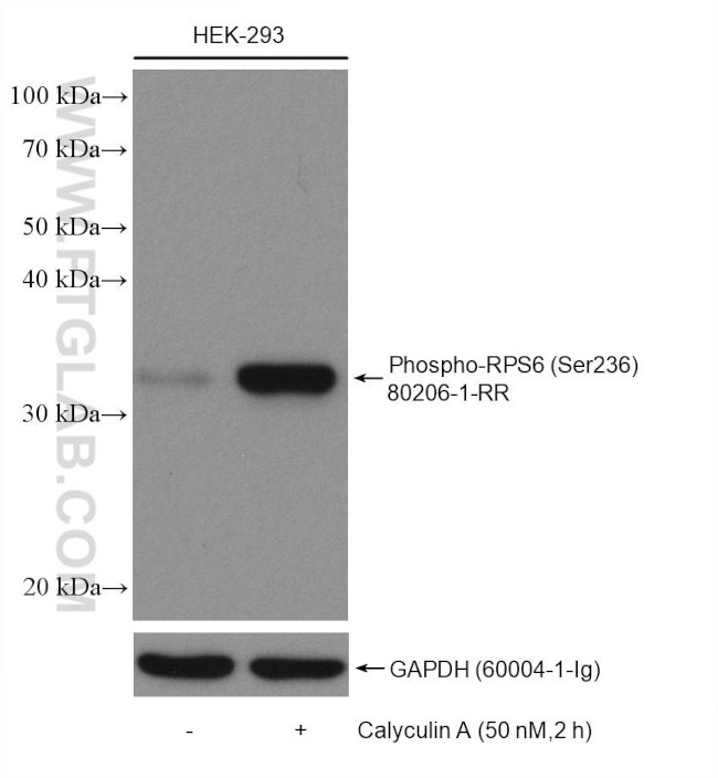 Phospho-RPS6 (Ser236) Antibody in Western Blot (WB)