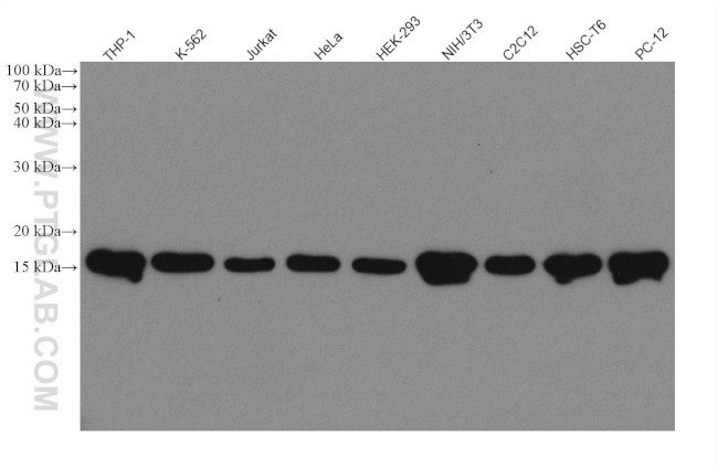 H3K9me1/2 Antibody in Western Blot (WB)