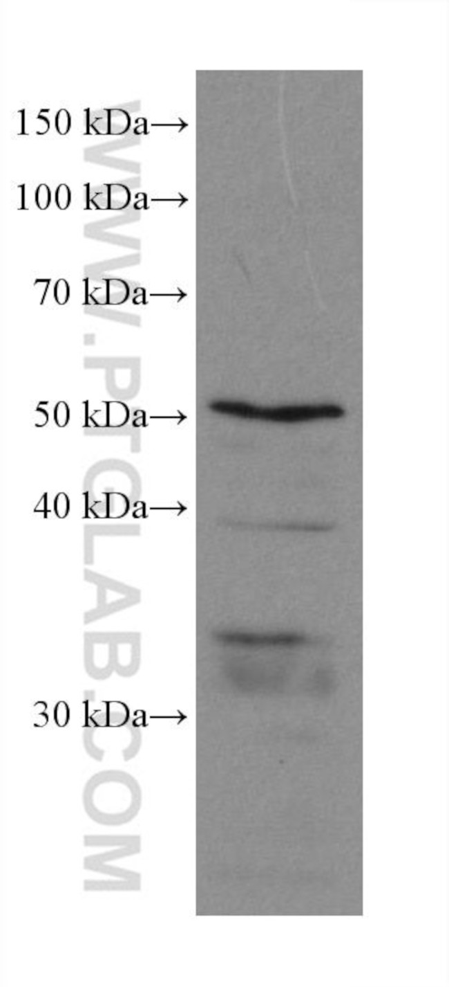 PEX14 Antibody in Western Blot (WB)