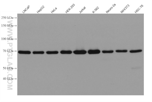 METTL3 Antibody in Western Blot (WB)