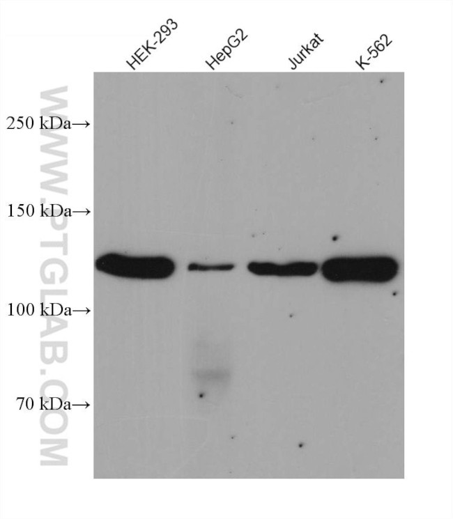 JAK3 Antibody in Western Blot (WB)