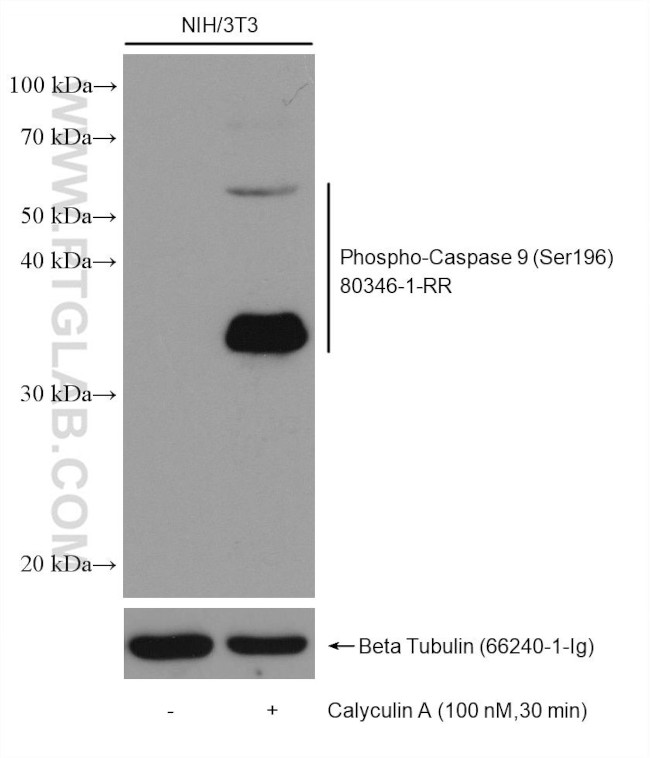 Phospho-Caspase 9 (Ser196) Antibody in Western Blot (WB)