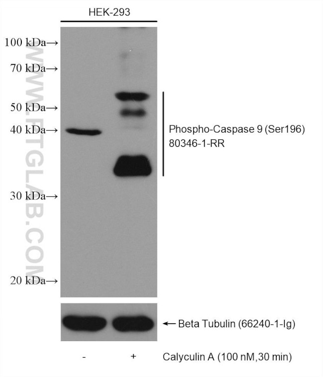 Phospho-Caspase 9 (Ser196) Antibody in Western Blot (WB)