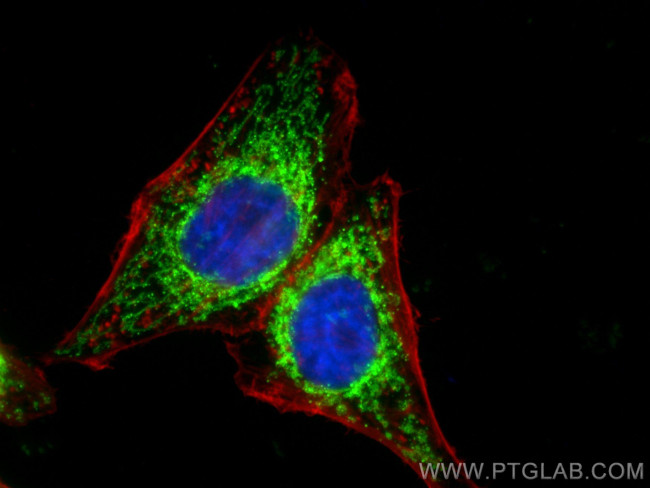 TOM20 Antibody in Immunocytochemistry (ICC/IF)