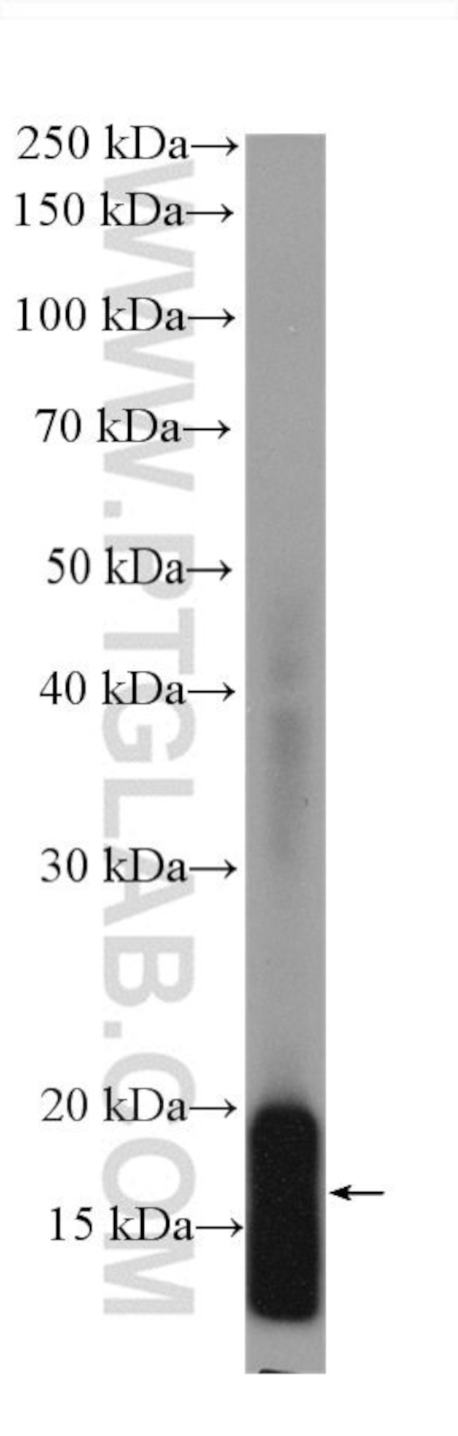 TOM20 Antibody in Western Blot (WB)