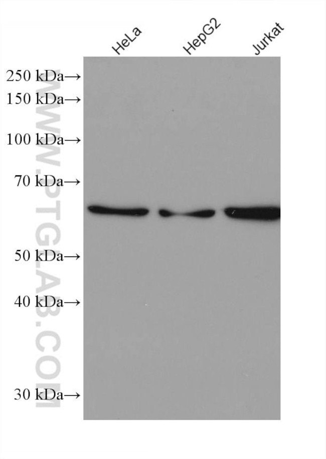 IRF3 Antibody in Western Blot (WB)