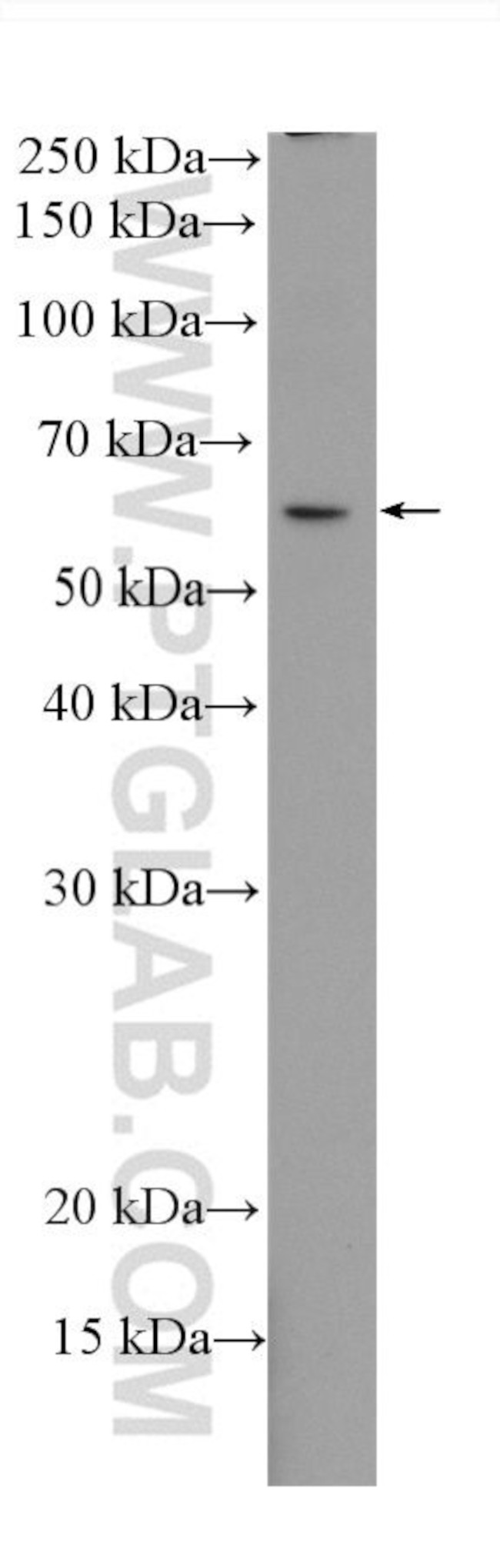 IRF3 Antibody in Western Blot (WB)