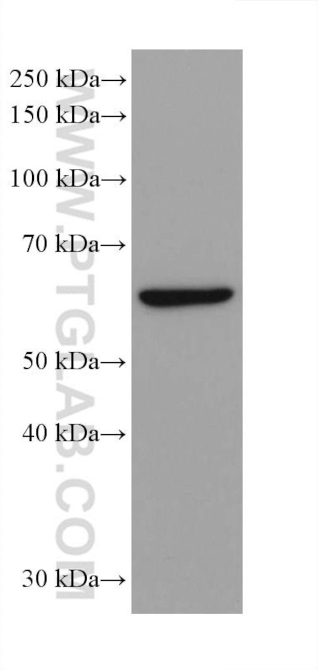 IRF3 Antibody in Western Blot (WB)