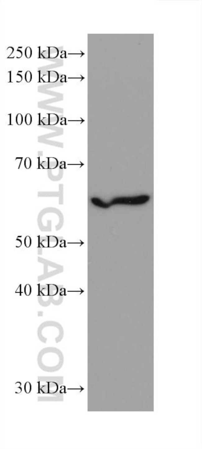 IRF3 Antibody in Western Blot (WB)