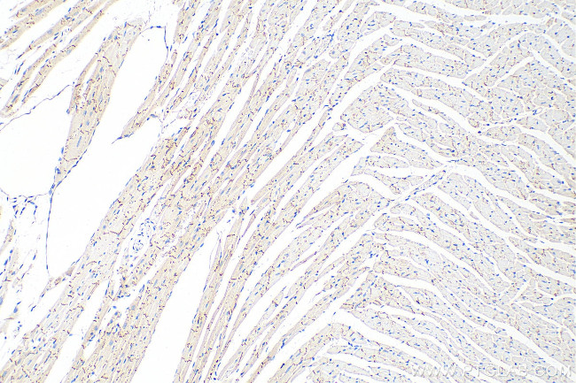 Connexin 43 Antibody in Immunohistochemistry (Paraffin) (IHC (P))