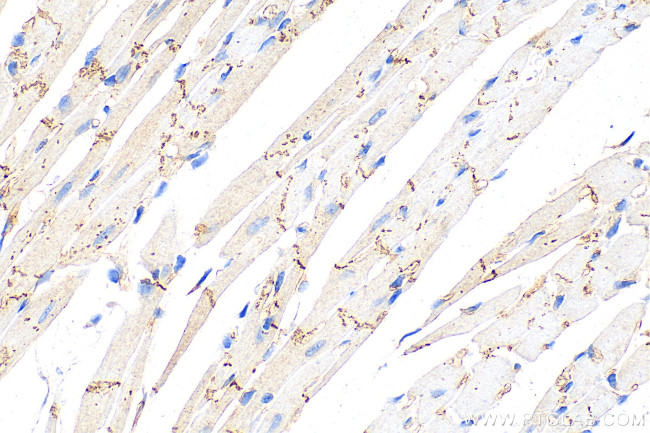 Connexin 43 Antibody in Immunohistochemistry (Paraffin) (IHC (P))