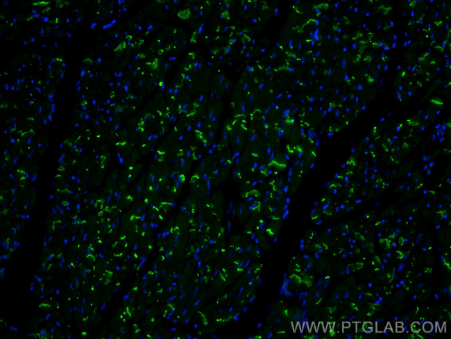 Connexin 43 Antibody in Immunohistochemistry (PFA fixed) (IHC (PFA))