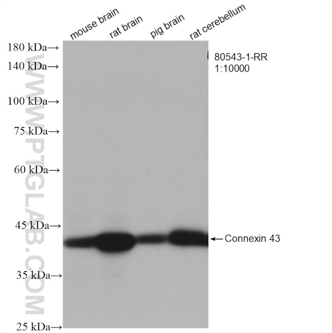 Connexin 43 Antibody in Western Blot (WB)