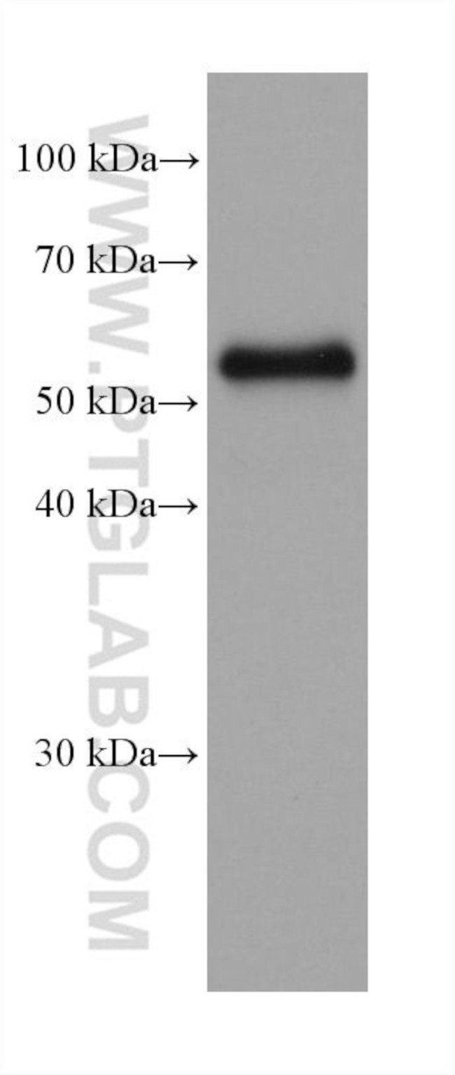 Occludin Antibody in Western Blot (WB)