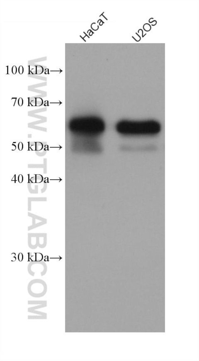 Occludin Antibody in Western Blot (WB)