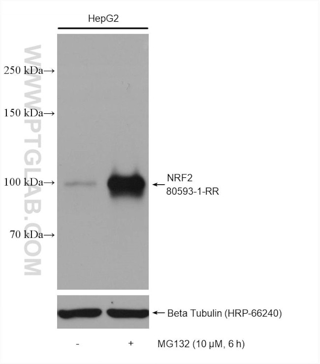 NRF2, NFE2L2 Antibody in Western Blot (WB)