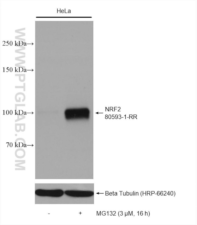 NRF2, NFE2L2 Antibody in Western Blot (WB)