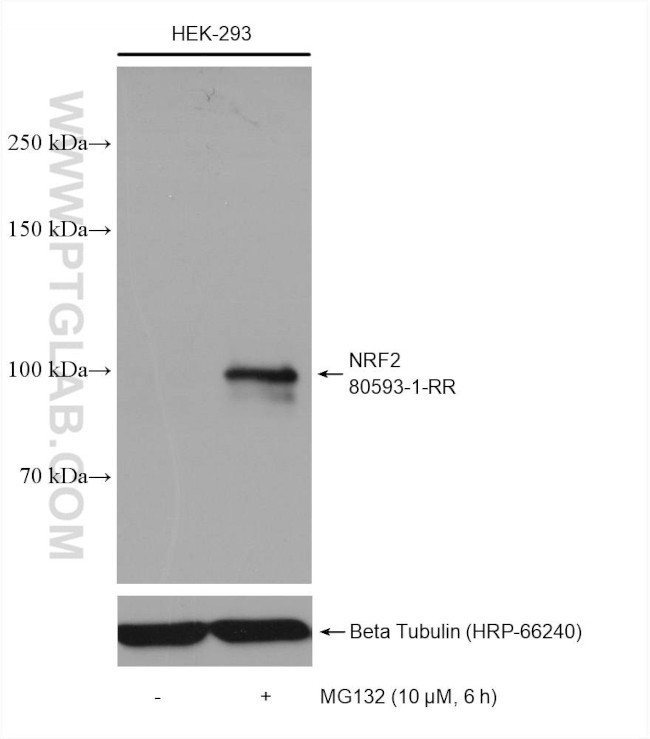 NRF2, NFE2L2 Antibody in Western Blot (WB)