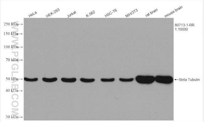 Beta Tubulin Antibody in Western Blot (WB)