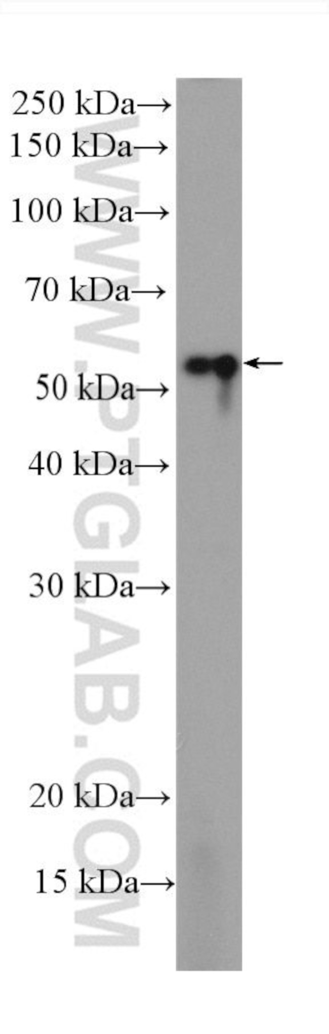 Beta Tubulin Antibody in Western Blot (WB)