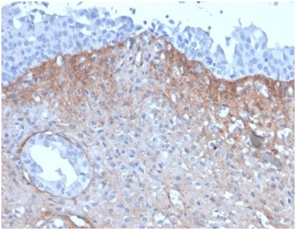 FGF23 (Fibroblast Growth Factor 23) Antibody in Immunohistochemistry (Paraffin) (IHC (P))