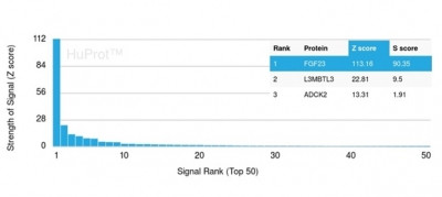 FGF23 (Fibroblast Growth Factor 23) Antibody in Peptide array (ARRAY)