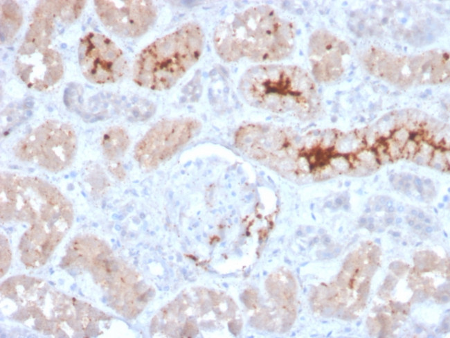 FGF23 (Fibroblast Growth Factor 23) Antibody in Immunohistochemistry (Paraffin) (IHC (P))