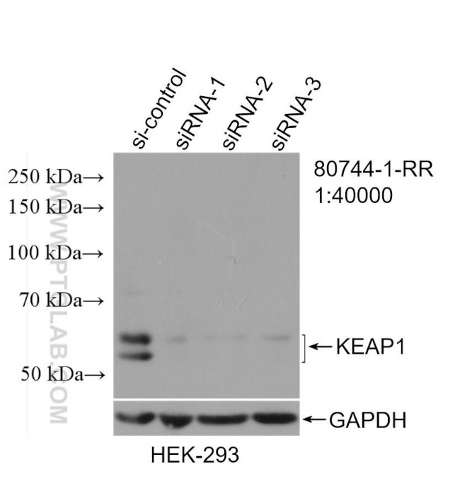 KEAP1 Antibody in Western Blot (WB)