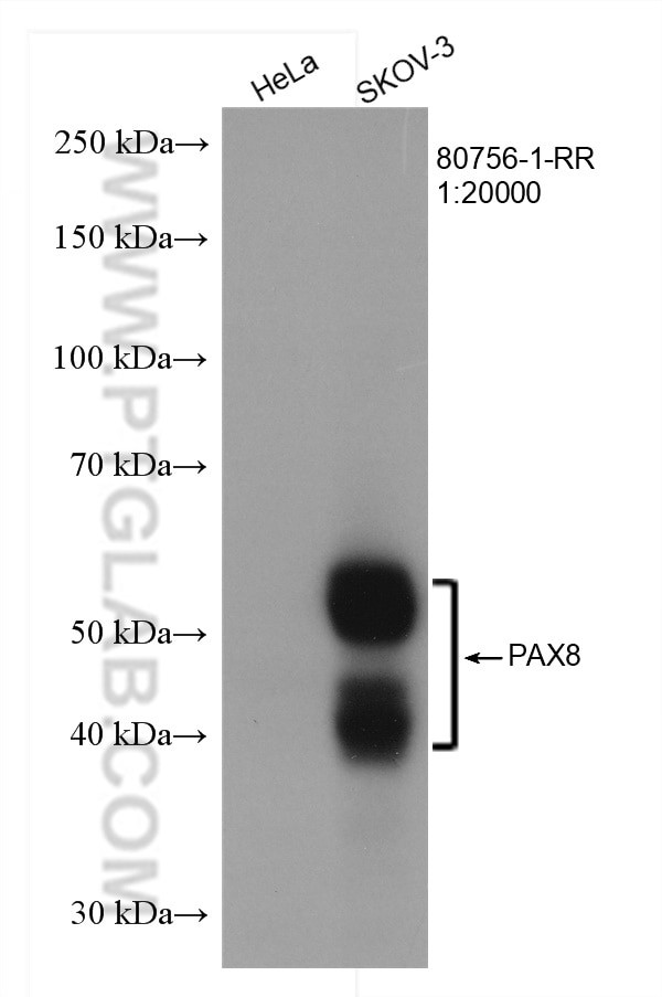 PAX8 Antibody in Western Blot (WB)