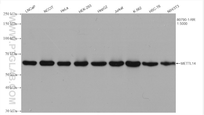 METTL14 Antibody in Western Blot (WB)