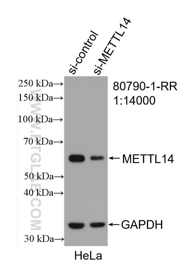 METTL14 Antibody in Western Blot (WB)