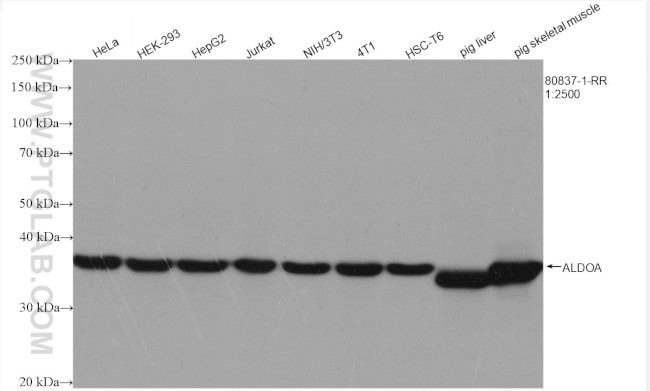 ALDOA Antibody in Western Blot (WB)