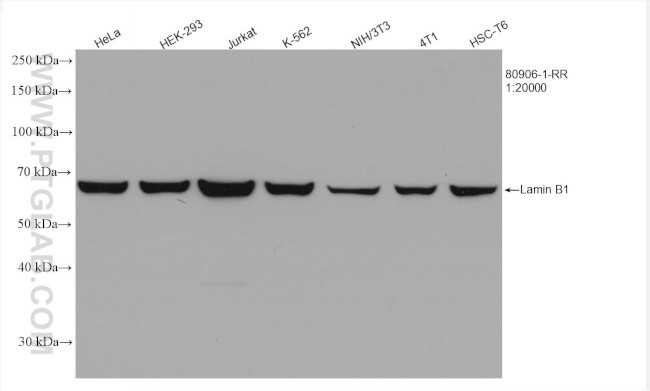 Lamin B1 Antibody in Western Blot (WB)