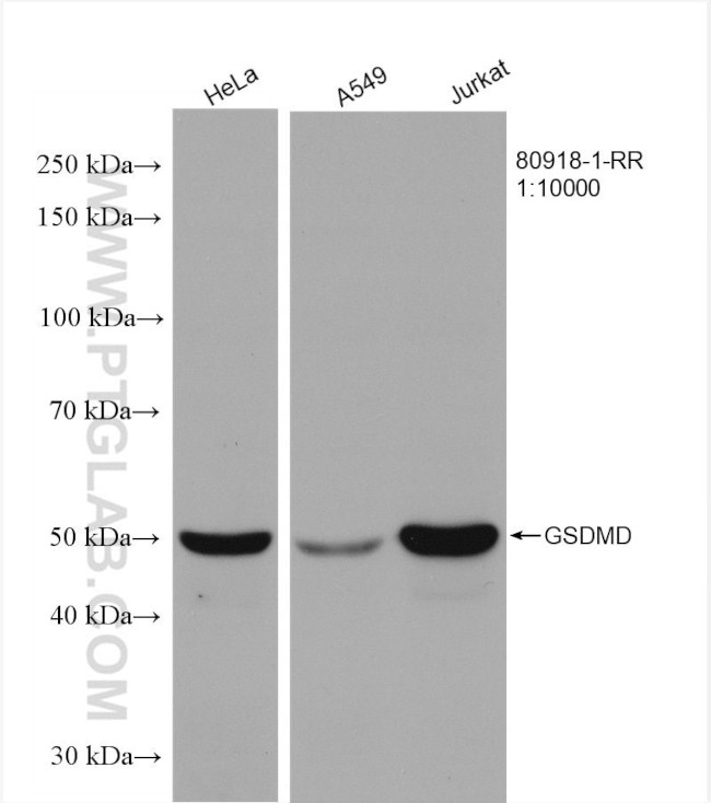 GSDMD Antibody in Western Blot (WB)